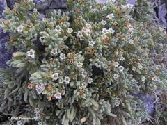 Nolana crassulifolia
