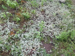 Helichrysum caespititium