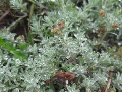 Helichrysum caespititium