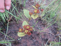 Hermannia sandersonii