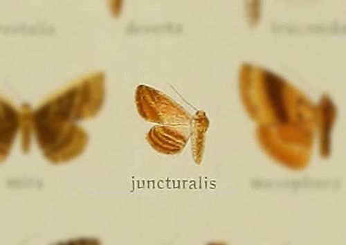 Hyposada juncturalis