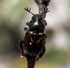 Strigoderma pygmaea