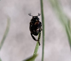 Strigoderma pygmaea
