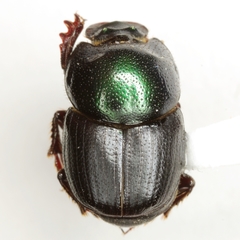 Onthophagus subtropicus