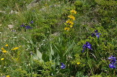 Gentiana lutea montserratii