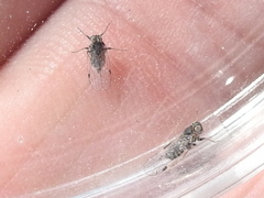 Melanoliarus acicus