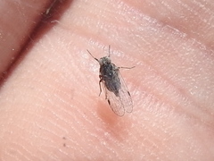 Melanoliarus acicus