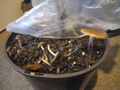Psilocybe angulospora