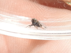 Melanoliarus acicus