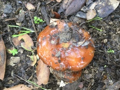 Cortinarius mucosus
