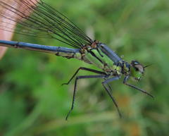 Pseudagrion spernatum natalense