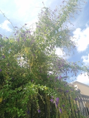 Duranta