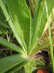 Aloe cooperi cooperi