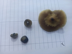 Psilocybe angulospora