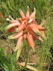 Aloe cooperi cooperi