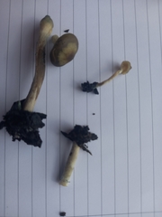 Psilocybe angulospora
