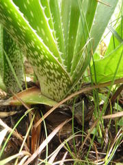 Aloe cooperi cooperi