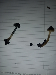 Psilocybe angulospora