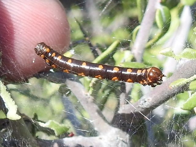 Acanthotoca graefii