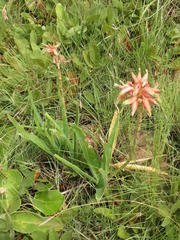 Aloe cooperi cooperi