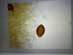 Psilocybe angulospora
