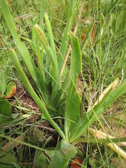 Aloe cooperi cooperi