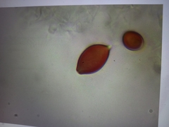 Psilocybe angulospora