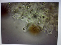 Psilocybe angulospora