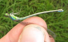 Pseudagrion spernatum natalense