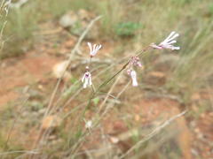 Brachystelma rubellum