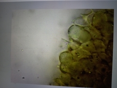 Psilocybe angulospora