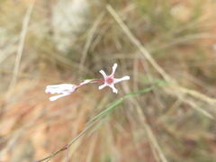 Brachystelma rubellum