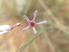 Brachystelma rubellum