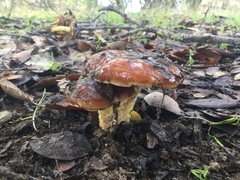 Cortinarius mucosus
