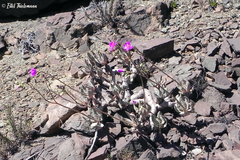 Cistanthe grandiflora