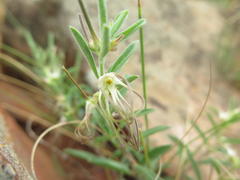 Brachystelma circinatum