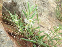 Brachystelma circinatum