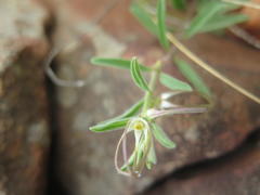 Brachystelma circinatum