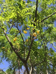 Cassia abbreviata