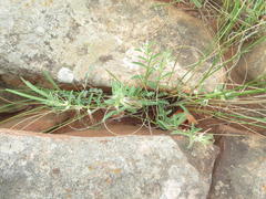 Brachystelma circinatum
