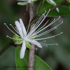 Capparis acutifolia