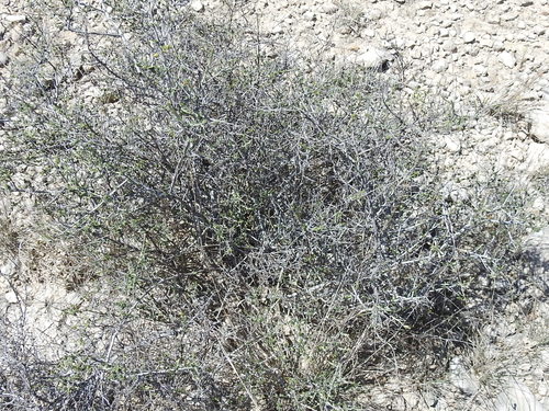 Image of Krameria ramosissima by (c) Sam Kieschnick, some rights reserved (CC BY)