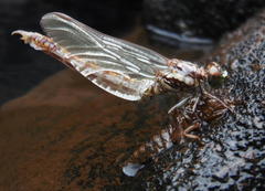 Paragomphus cognatus