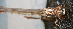 Paragomphus cognatus