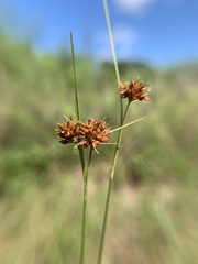 Rhynchospora fascicularis