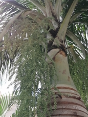 Pseudophoenix vinifera