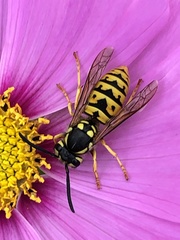 Vespula germanica