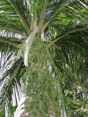 Pseudophoenix vinifera