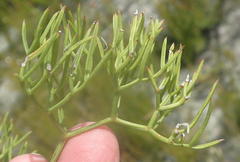 Nanobubon capillaceum