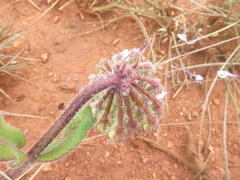 Asclepias albens